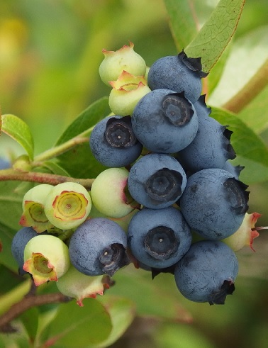 PENSASMUSTIKKA PATRIOT - Pensasmustikat - 2000174300003 - 1