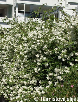 PIHAJASMIKE - Jasmikkeet - 2012321600003 - 1