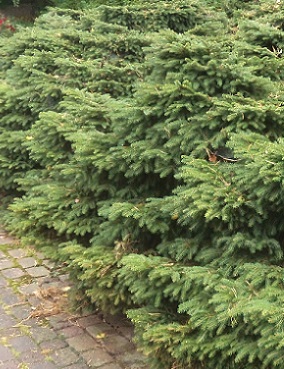 PÖYTÄKUUSI TAPION PÖYTÄ - Kuuset - 2017936300003 - 1