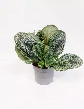 PRIMULINA PRETTY TURTLE - Kukkivat viherkasvit - 2000012700003 - 1