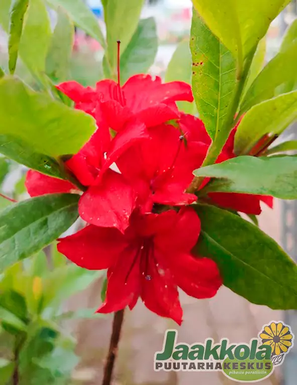 PUISTOATSALEA NABUCCO - Atsaleat - 2012103800003 - 1