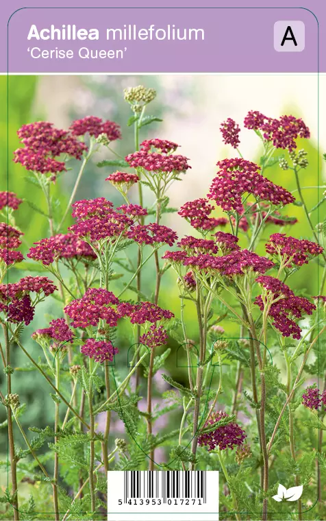 PUNAKÄRSÄMÖ CERISE QUEEN - Muut perennat - 2055446100003 - 1