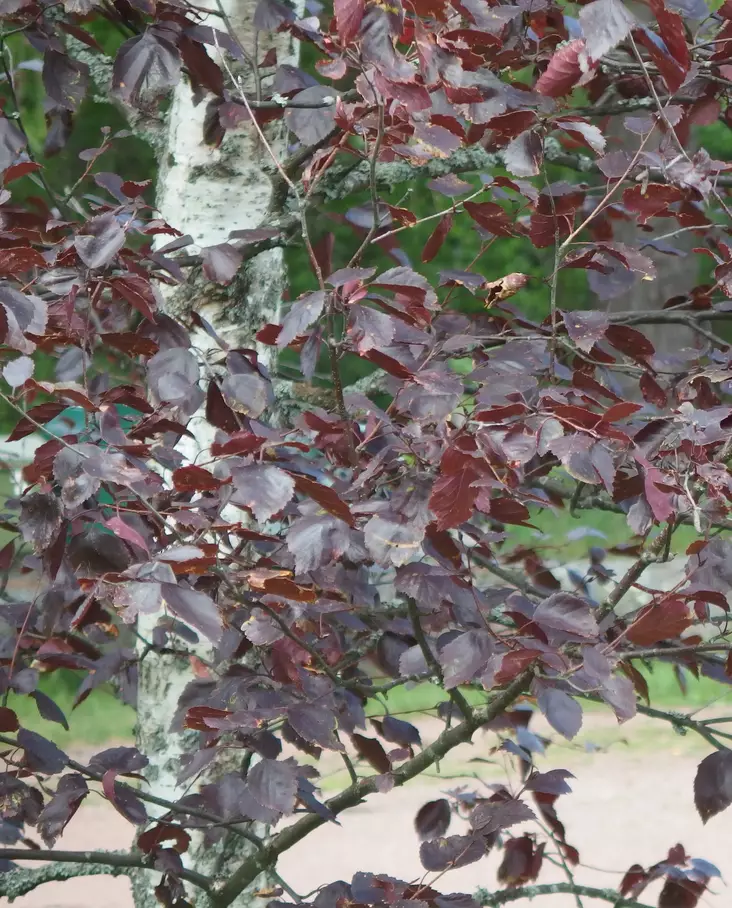 PUNAKOIVU - Koivut - 2013057100003 - 1