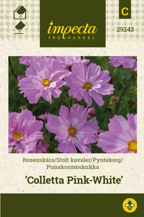PUNAKOSMOSKUKKA COLLETTA PINK-WHITE - Muut kesäkukkien siemenet - 7332756292433 - 1