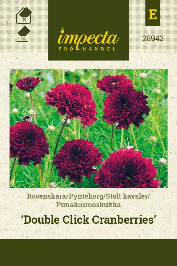 PUNAKOSMOSKUKKA DOUBLE CLICK CRANBERRIES - Muut kesäkukkien siemenet - 7332756289433 - 1