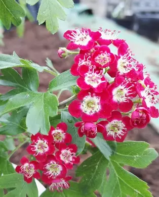 PYÖRÖORAPIHLAJA - Muut lehtipuut - 2008093700003 - 1