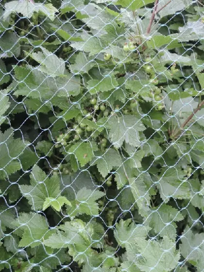 RASTASVERKKO 10 X 4 M - Kankaat, harsot ja verkot - 6430040626443 - 1