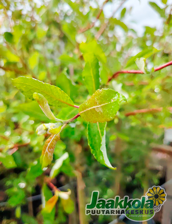 RIIPPARAITA CURLY LOCKS - Muut lehtipuut - 2008682300003 - 1