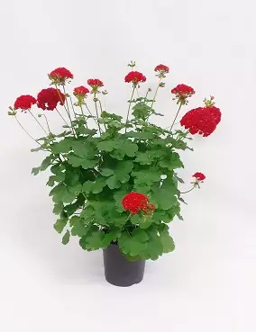 RUUSUNNUPPUPELARGONI ROSEBUD - Kukkivat viherkasvit - 000133 - 1