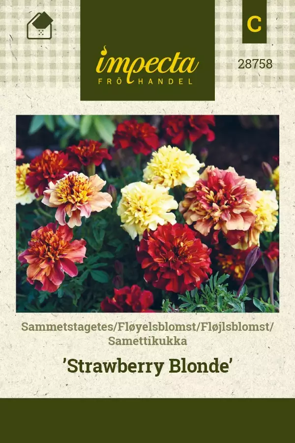 SAMETTIKUKKA STRAWBERRY BLONDE - Muut kesäkukkien siemenet - 7332756287583 - 1
