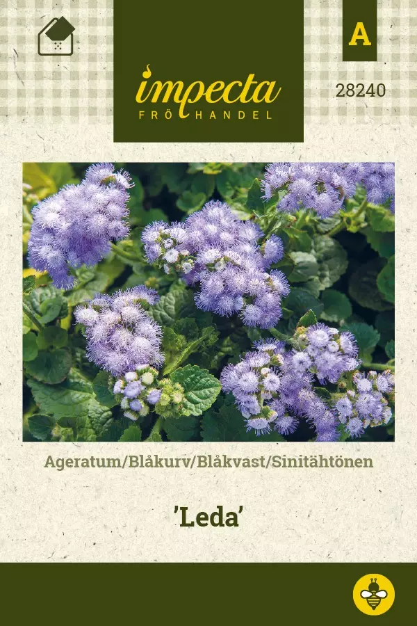 SINITÄHTÖNEN LEDA - Muut kesäkukkien siemenet - 7332756282403 - 1