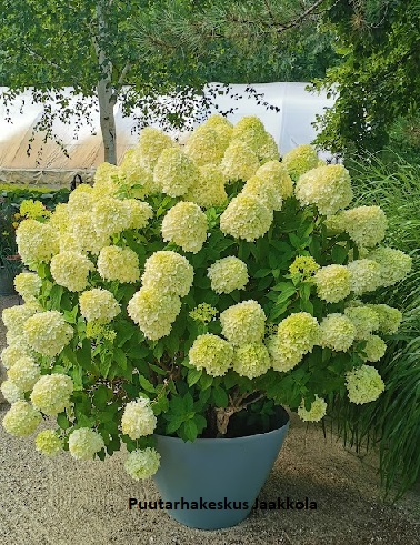 SYYSHORTENSIA PETITE FLORI - Hortensiat - 2003480600003 - 1