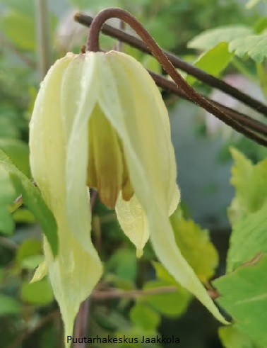 TARHA-ALPPIKÄRHÖ LEMON BEAUTY - Kärhöt - 2012123600003 - 1