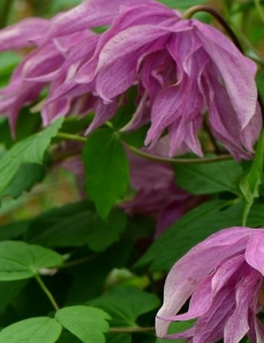 TARHA-ALPPIKÄRHÖ PURPLE DREAM - Kärhöt - 2012128100003 - 1