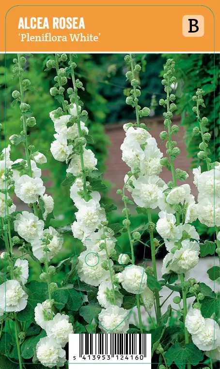 TARHASALKORUUSU PLENIFLORA WHITE - Muut perennat - 2021292300003 - 1