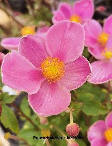 TARHASYYSVUOKKO FANTASY JASMINE - Muut perennat - 2045258700003 - 1