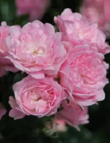 THE FAIRY RUUSU - Maankateruusut - 2012455800003 - 1