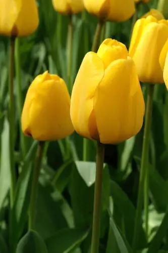 TULPPAANI GOLDEN APELDOORN 6 KPL/PSS - Tulppaanin sipulit - 8711148313823 - 1