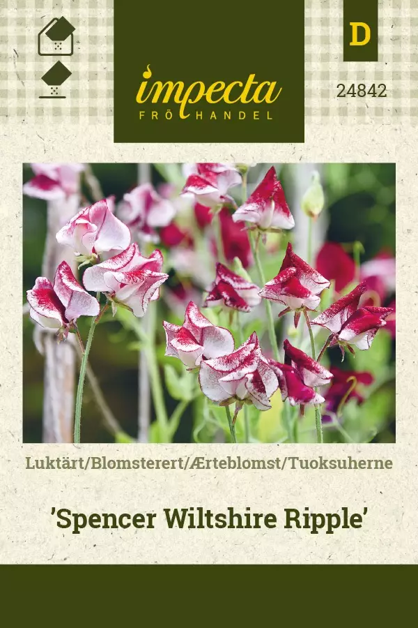 TUOKSUHERNE SPENCER WILTSHIRE RIPPLE - Muut kesäkukkien siemenet - 7332756248423 - 1