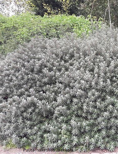 TYRNI SAULI - Tyrnit - 2000701900003 - 1