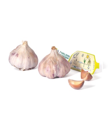 VALKOSIPULI GERMIDOUR 2 KPL/PAKK - Istukassipulit - 7312600043633 - 1