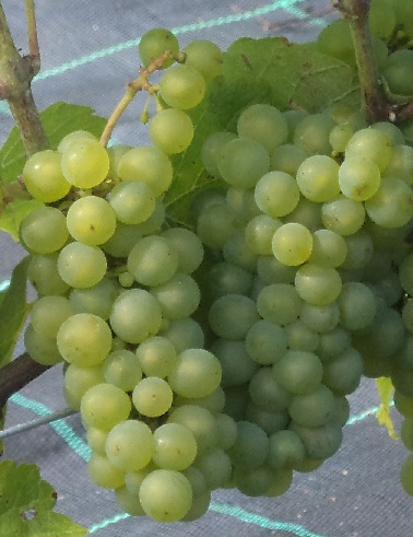 VIINIKÖYNNÖS JUBILEINAJA NOVGORODA - Viiniköynnökset - 2022003800003 - 1