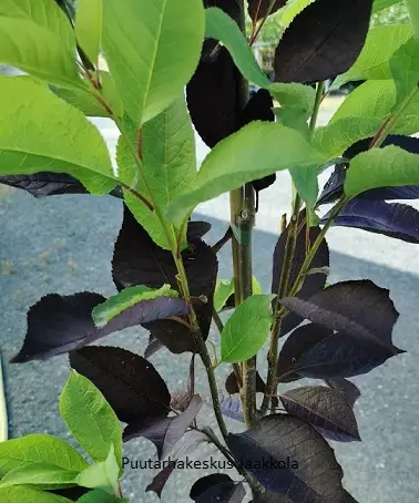 VIRGINIANTUOMI CANADA RED - Muut lehtipuut - 2011000700003 - 1