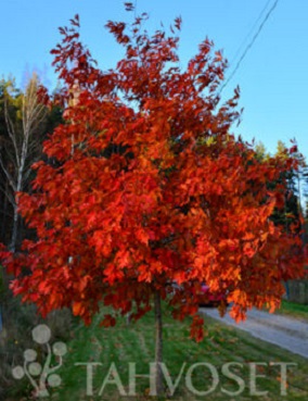 PUNATAMMI rym 6-8 Quercus rubra - Puutarhakeskus Jaakkola verkkokauppa
