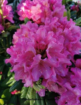 ALPPIRUUSU HAAGA - Alppiruusut - 2028728900004 - 1