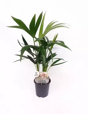 PIKKUKENTIAPALMU - Palmut - 8720955160414 - 1