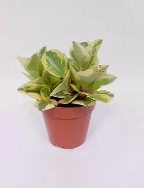 AMERIKANMUORI OBTIPAN BICOLOR - Muorinkukat - 2000013600004 - 1