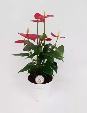 ANDRENFLAMINGONKUKKA RED CHAMPION - Kukkivat viherkasvit - 2026213200004 - 2