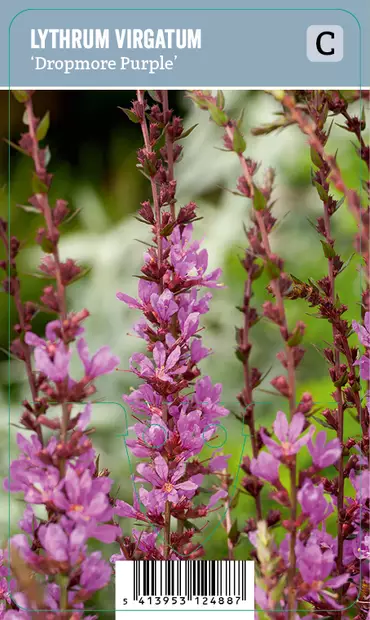 ETELÄNRANTAKUKKA DROPMORE PURPLE - Muut perennat - 2099405300004 - 1