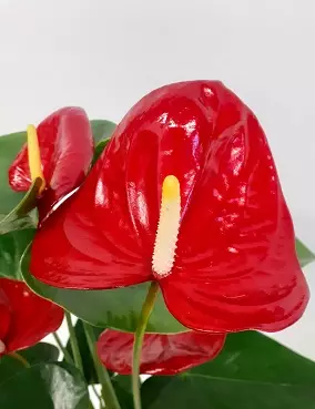 ANDRENFLAMINGONKUKKA KARMA RED - Kukkivat viherkasvit - 2000306500004 - 1