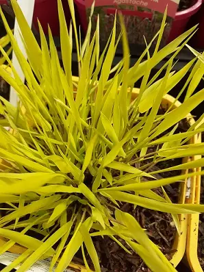 HAKONEHEINÄ ALL GOLD - Koristeheinät - 2071613400004 - 1