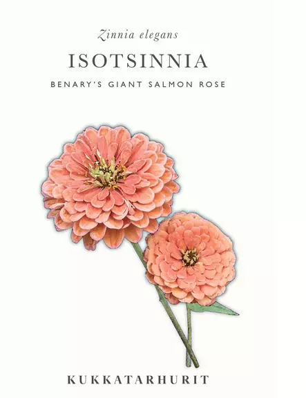ISOTSINNIA BENARY'S GIANT SALMON ROSE - Tsinnian siemenet - 6430081120184 - 1