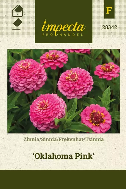 ISOTSINNIA OKLAHOMA PINK - Tsinnian siemenet - 7332756283424 - 1