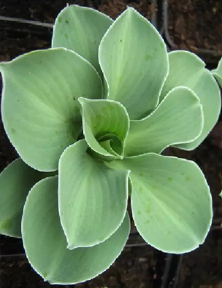 JALOKUUNLILJA BLUE MOUSE EARS - Kuunliljat - 2050736900004 - 1