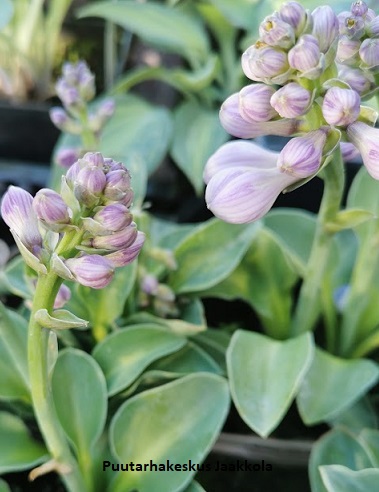 JALOKUUNLILJA BLUE MOUSE EARS - Kuunliljat - 2050736900004 - 2