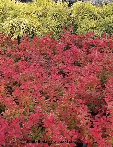 JAPANINHAPPOMARJA ADMIRATION - Happomarjat - 2026135300004 - 1