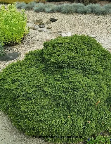 KÄÄPIÖPESÄKUUSI - Kuuset - 2025608100004 - 1