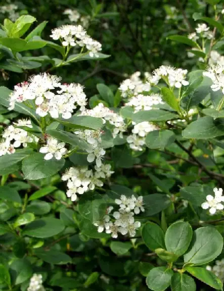 KORISTEARONIA 10 kpl / avojuurinen - Muut pensaat - 2019101800004 - 1