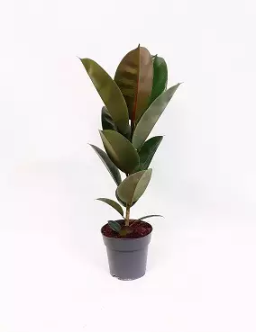 KUMIVIIKUNA ROBUSTA 17 CM RUUKKU - Fiikukset - 2000010700004 - 1