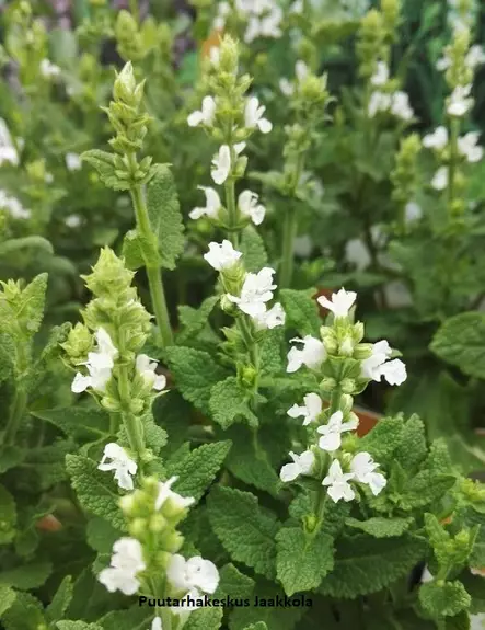 LEHTOSALVIA SENSATION WHITE - Muut perennat - 2040061700004 - 1
