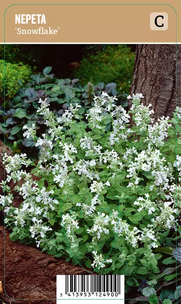MIRRINMINTTU SNOWFLAKE - Muut perennat - 2028467300004 - 1