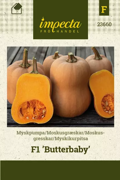 MYSKIKURPITSA BUTTERBABY - Kurpitsan siemenet - 7332756236604 - 1