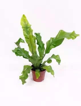 PESÄRAUNIOINEN - Muut viherkasvit - 2010141300004 - 1