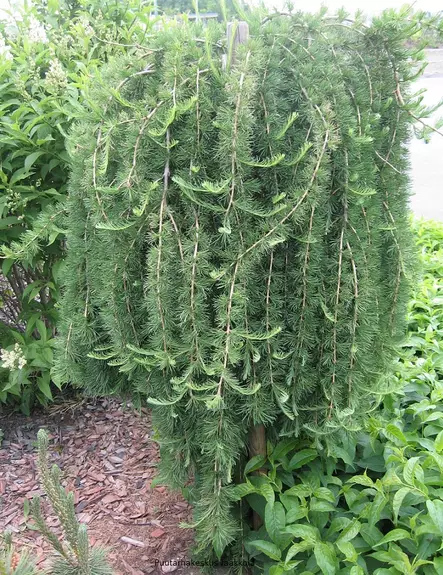 RIIPPALEHTIKUUSI STIFF WEEPER - Muut havukasvit - 2002003500004 - 1