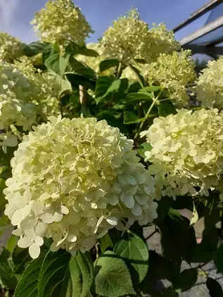 SYYSHORTENSIA LIMELIGHT rungollinen - Muut lehtipuut - 2000181600004 - 1