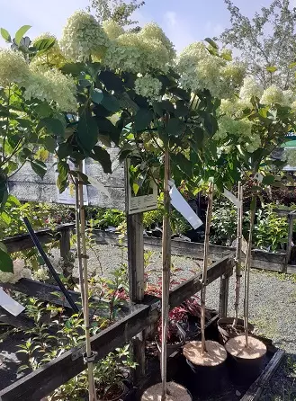 SYYSHORTENSIA LIMELIGHT rungollinen - Muut lehtipuut - 2000181600004 - 2